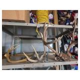 Deer antlers