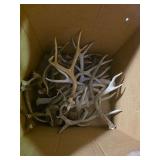 Box with various antlers