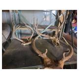 Antlers and skull