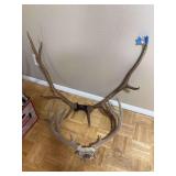 Elk horn and deer horns white