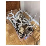 Box of white horns