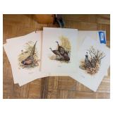 Three unframed bird prints, ringneck pheasant, wild turkey, and valley quail