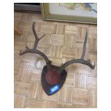 Massive mule deer antlers