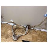 Elk horns and white deer horns