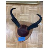 Antelope horns