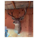 Mule Deer shoulder mount