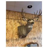 Mule deer shoulder mount