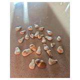 Elk Teeth (Ivory)