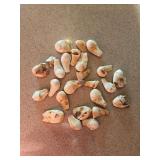 Elk Teeth (Ivory)