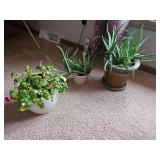 Live Aloe Vera Plants in Pots, Flower in Pot