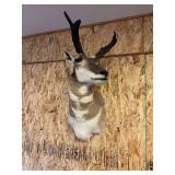 Pronghorn Shoulder Mount