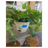 Live Plant