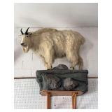 Billy goat full mount on rock