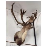 Caribou in velvet shoulder mount