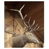 Elk Mount