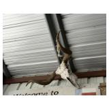 Longhorn Skull & Hornets Nests