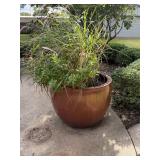 Large Planter & Plant