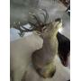 WILDLIFE MOUNTS ONLINE AUCTION