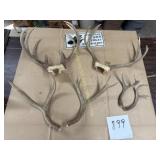 Shed Antlers