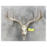 10 Point Deer Skull