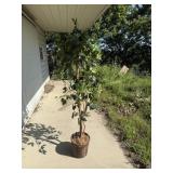 Artificial Ficus Tree in basket