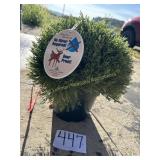 2 Artificial Bushes in Pots - 14" Tall