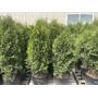 Semi Load Tree & Shrub Auction 