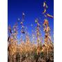 Dickey County Land Auction
