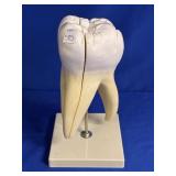 3D EDUCATION MODEL TOOTH APPROX 13"