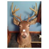8 POINT BUCK HEAD MOUNT