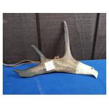 BUCK ANTLER CARVED INTO AN EAGLE APPROX 9'