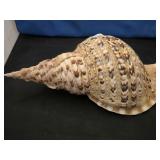 CONCH SHELL APPROX 15'