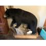 Black Bear Mount