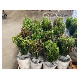 Sprinter boxwood shrubs (bidx15)