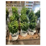 Sprinter boxwood shrubs (bidx14