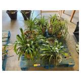 Pallet of assorted plants (spider plants?)