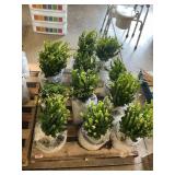 Sprinter boxwood shrubs (bidx12)