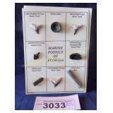 marine fossils of Florida