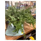 Potted Fern
