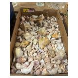 Flat of Assorted Seashells