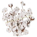 Cedilis 5 Pack Cotton Stems, 20" Branch