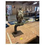 Red Tail Hawk Taxidermy Mount