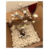 Fukien Tea Bonsai in Ceramic Pot, 14-yr