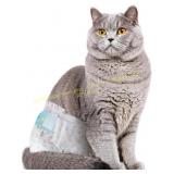 Size Large - Disposable Cat Diapers, 40 Count, Lea