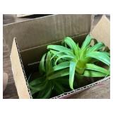 Amazon Lot - See Photos