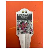 6 in pot Blanket Silver Surprise Petunia