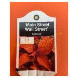 6 in pot Wall Street Coleus