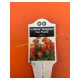 6 in pot LaBella Maggiore Fun Flame Dahlia