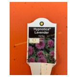 6 in pot Hypnotica Lavender Dahlia