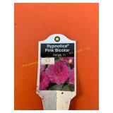 6 in pot Hypnotica Pink pink bicolor Dahlia